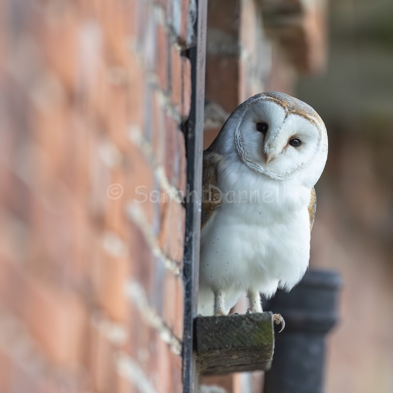 Barn, Barn Owl SD2517 - Greeting Cards