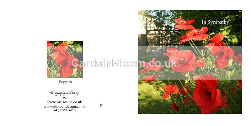 502 Poppies - In Sympathy - Sympathy
