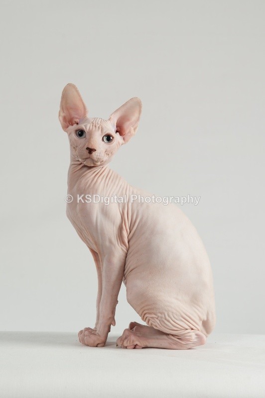  - Misfits Sphynx