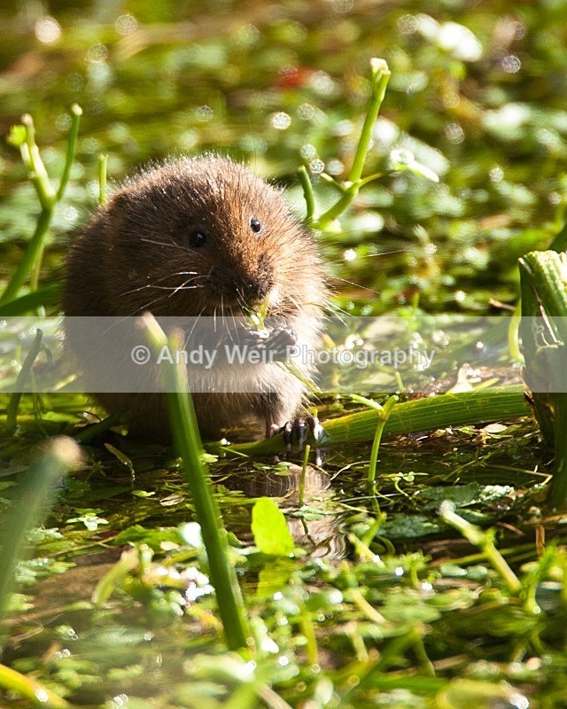 20090907-168 - Water Vole