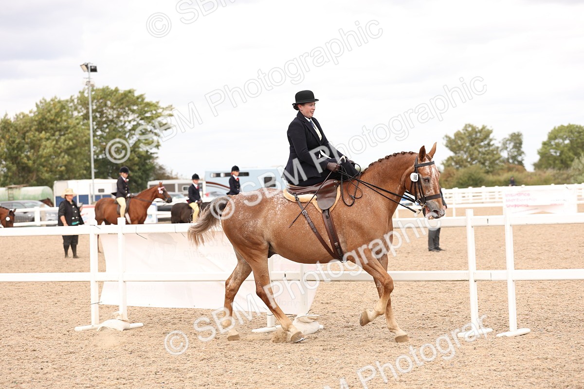 SBM_16393 - Class 211 - Best Side Saddle Horse - Pony
