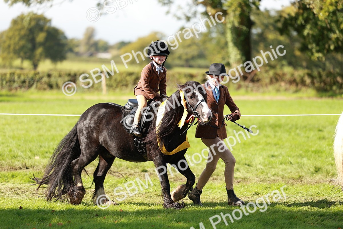 SBM_42229 - S32 - Mountain & Moorland Working Hunter Pony