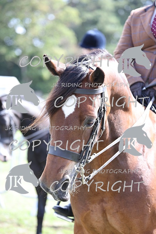 APP_3704 - Class 12 M&M ridden