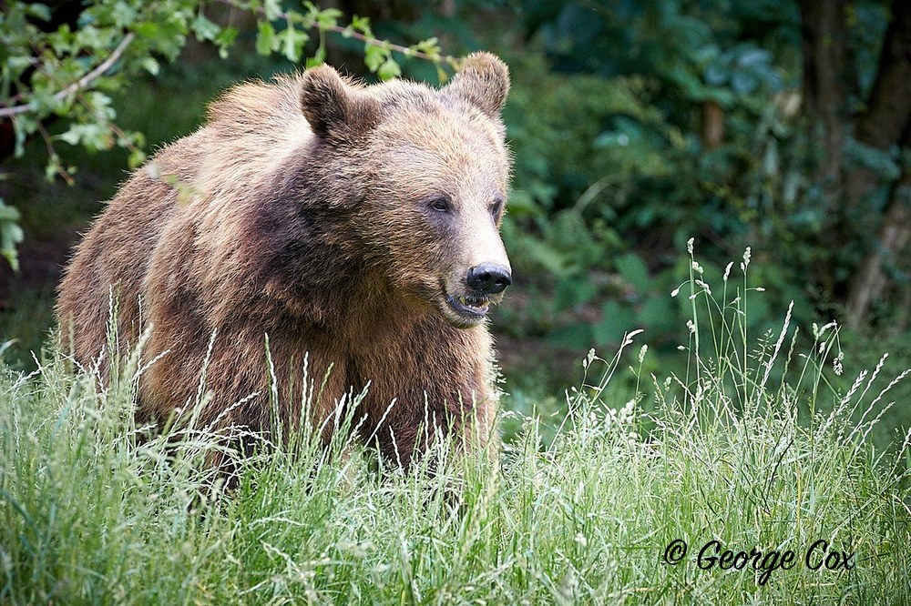 Brown Bear