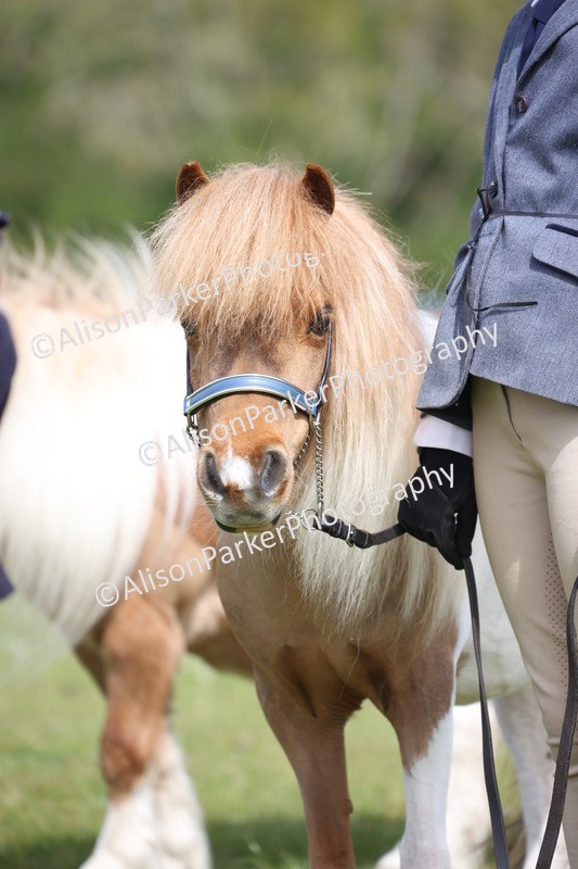 20260426-3179 - Class 26 - Shetland Ponies and Minitures