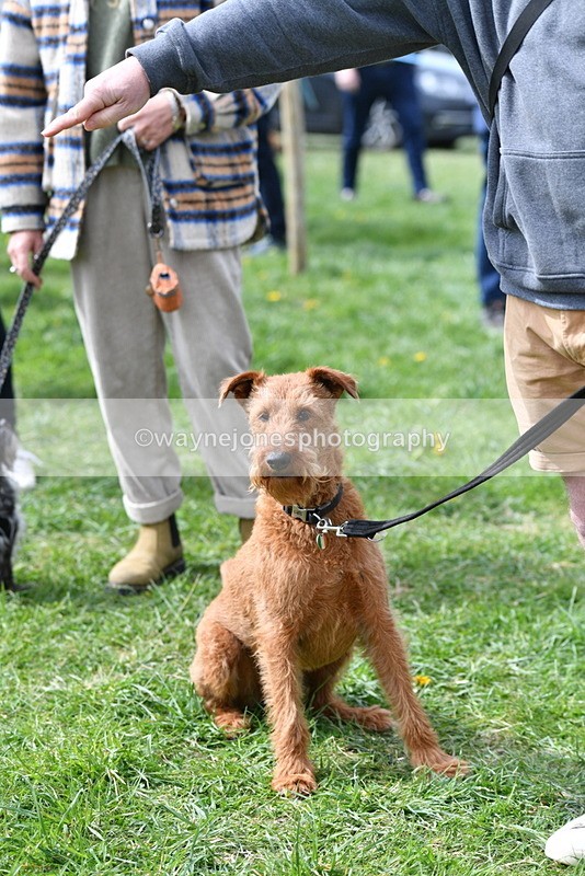 WJ5_9748 - Class 3 Most Handsome Dog