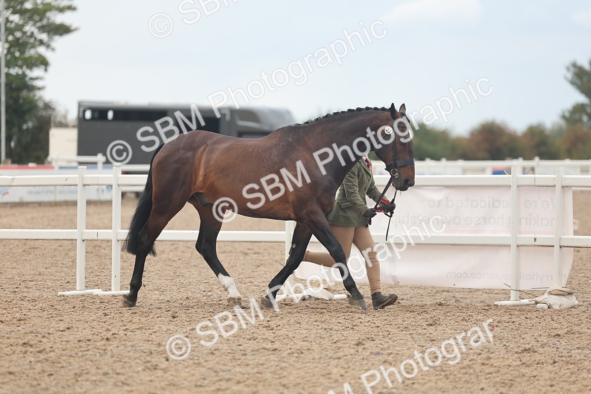 SBM_07957 - Class 28 - IH Veteran Horse
