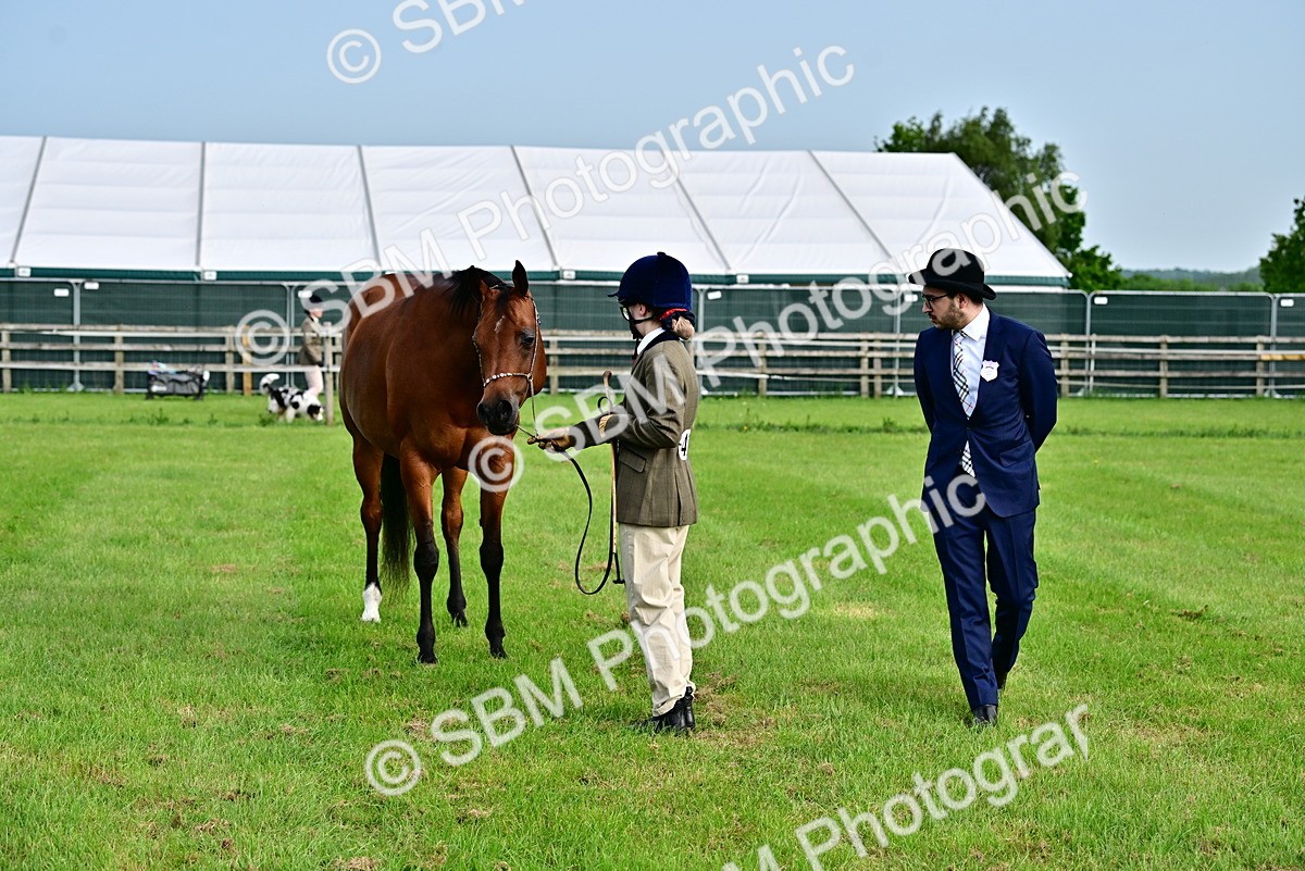 SBM_00023 - Class 46-49 - Arab and Part Bed-Anglo Arab In Hand