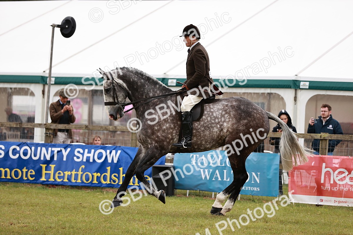 SBM_10930 - Class 81-84 - RIHS Ridden hunters Inc Ladies Hunter