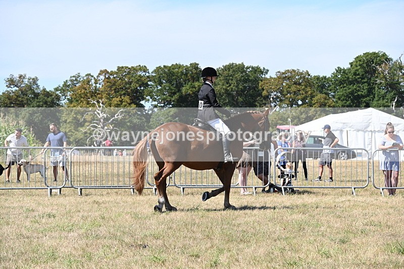 WJ6_8338 - Class 37a Best Loan Pony Ridden