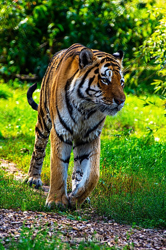 Amur Tiger - DSC_0164 - Cats