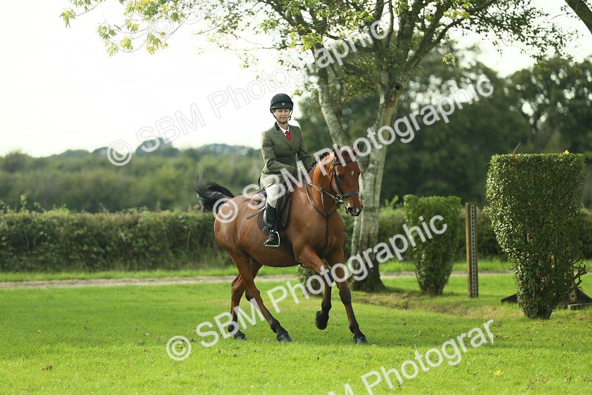 SBM_50667 - S33 - Working Hunter & Working Show Horse