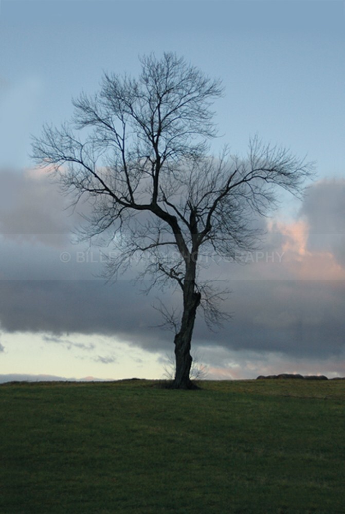 9991 - The Tree Project