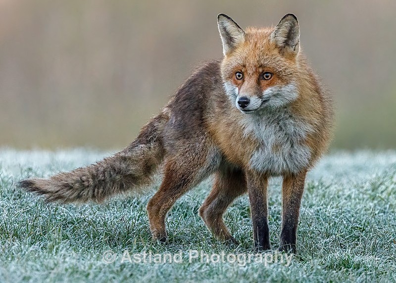 Astland Photography, Bird and Wildlife Images, Susan and Peter Wilson, U.K.