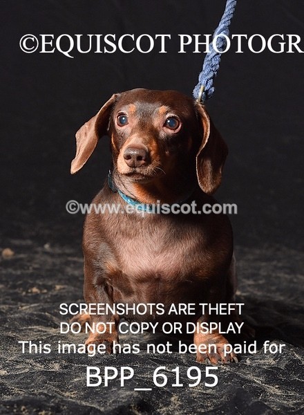 BPP_6195 - LESLEY GRANGER DOGS