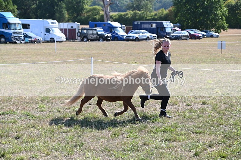 WJ6_7278 - Class 33 Rescue Pony