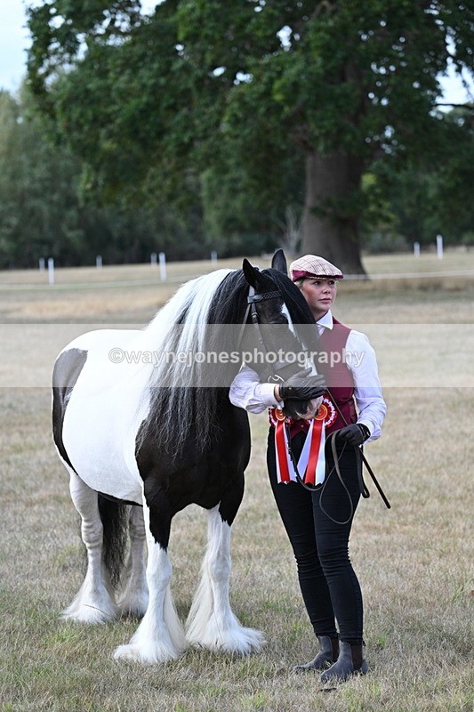 WJ7_8369 - In-hand Championship