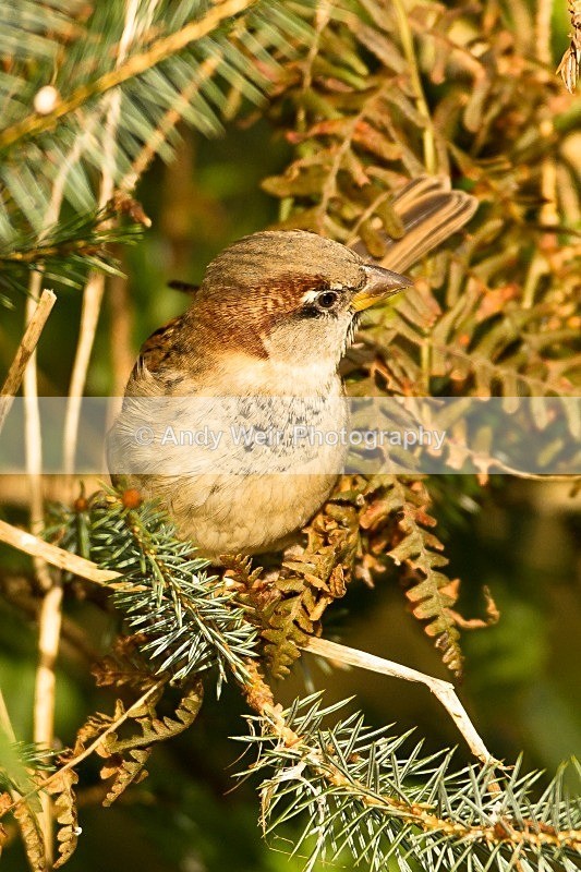 20121110-_MG_1377 - House Sparrow