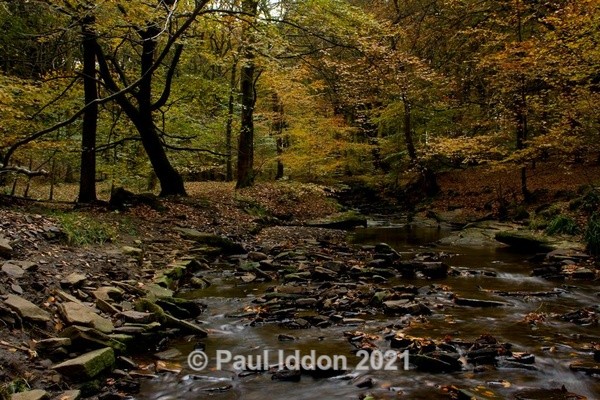 Roddlesworth 1 - Landscapes