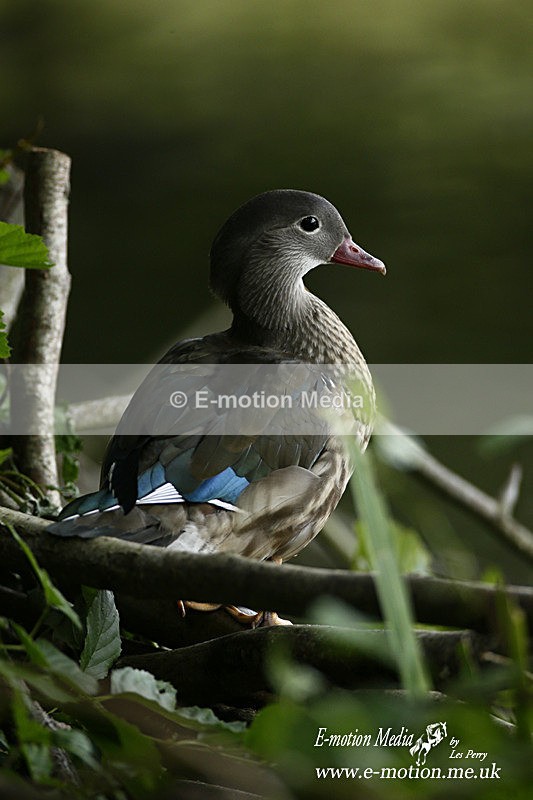 Mandarin Duck F 280813 7 - Nature