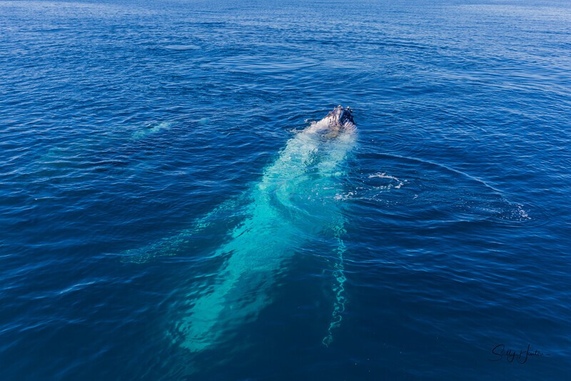 Just Hanging 2_16A7606 - Humpback Whales