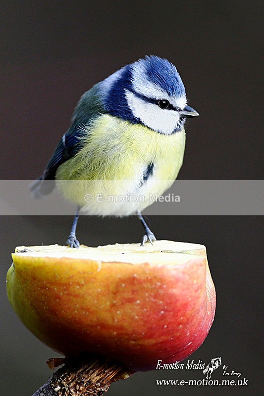 Blue Tit 200114 9 - Nature