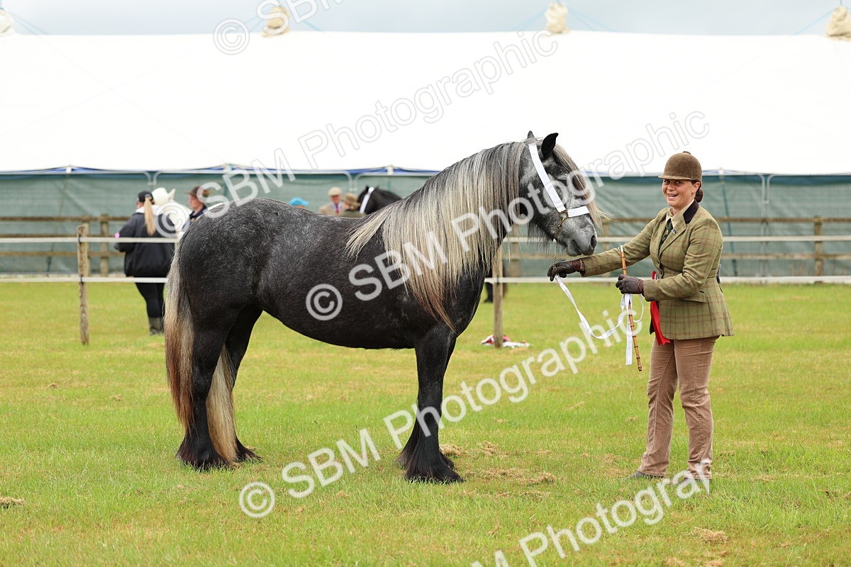 SBM_00428 - Class 58-67 - M&M Non Welsh Pony In hand