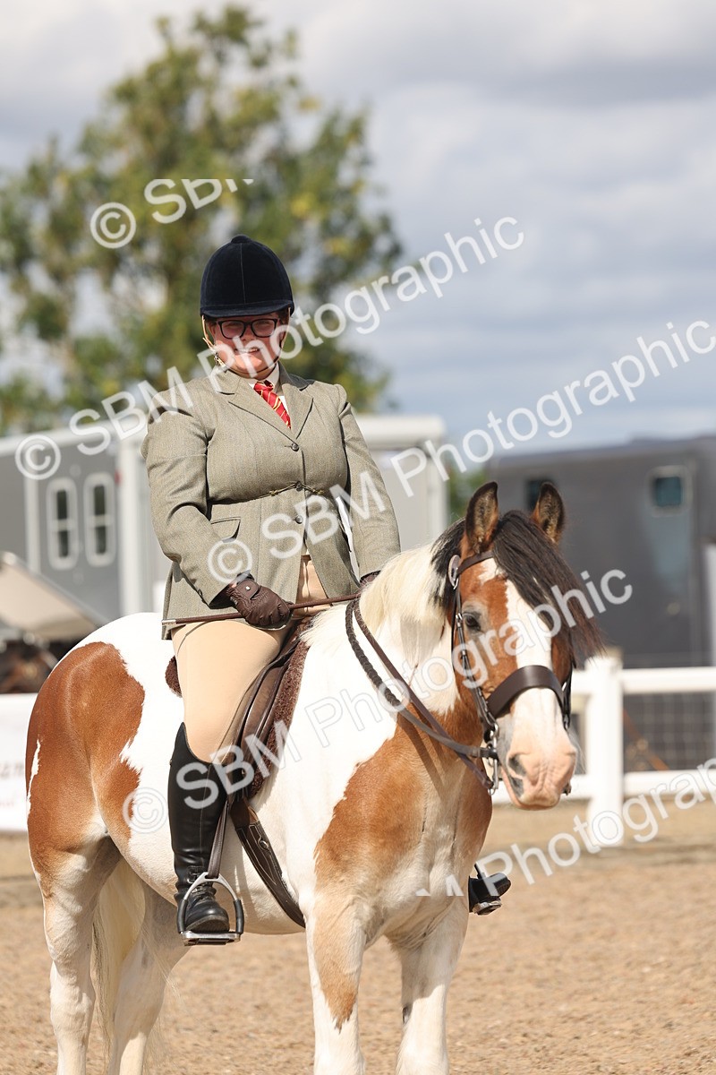 SBM_14793 - Class 308 - Ridden Coloured Horse