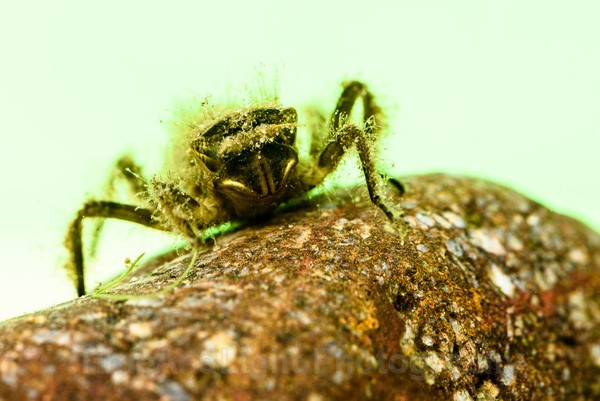 Four spot chaser dragonfly larva - Freshwater Life