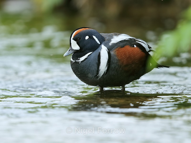 Harlequin Duck (male) standing still in shallow water, Iceland - Harlequin Duck