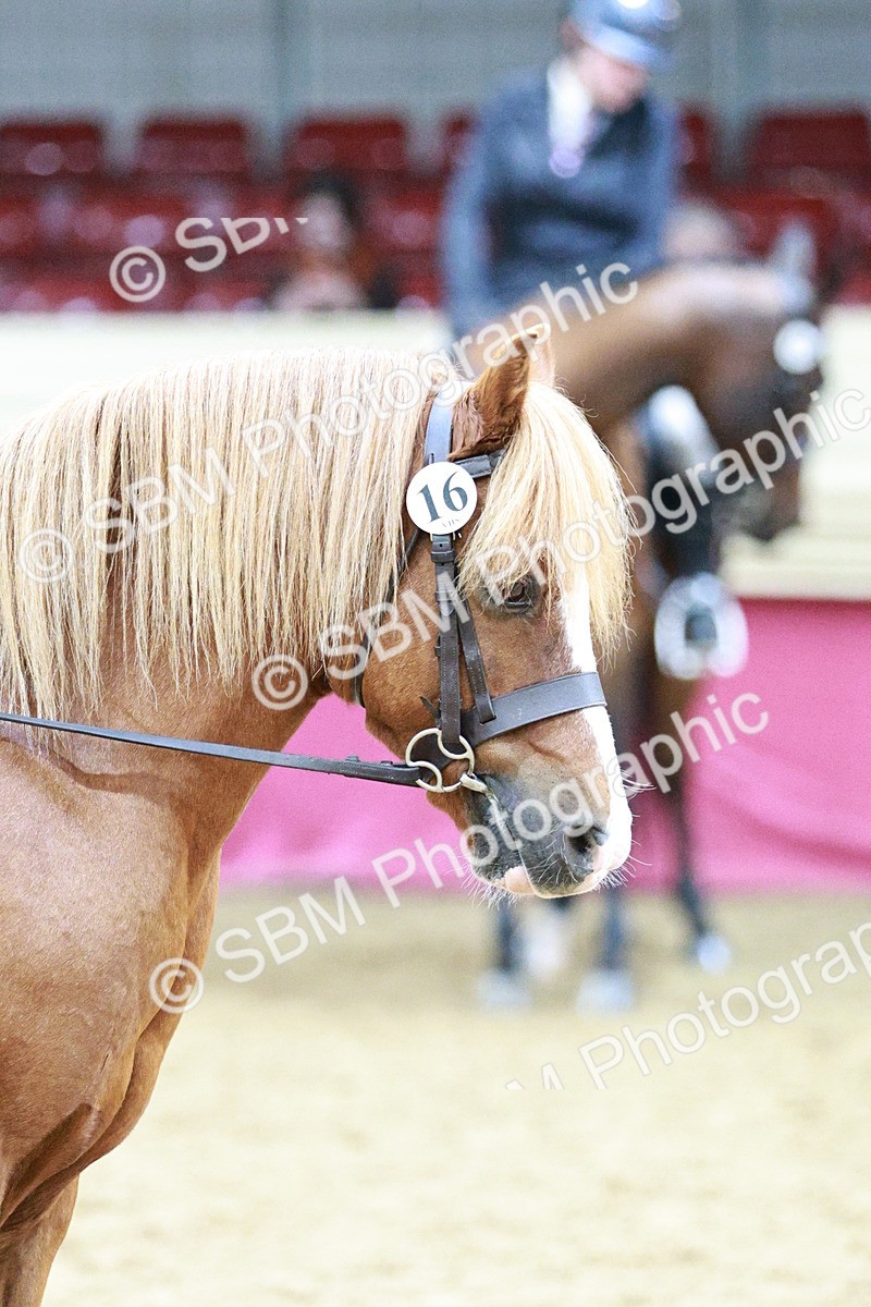 SBM_03568 - Class 6A Area Ridden Pre-Vet