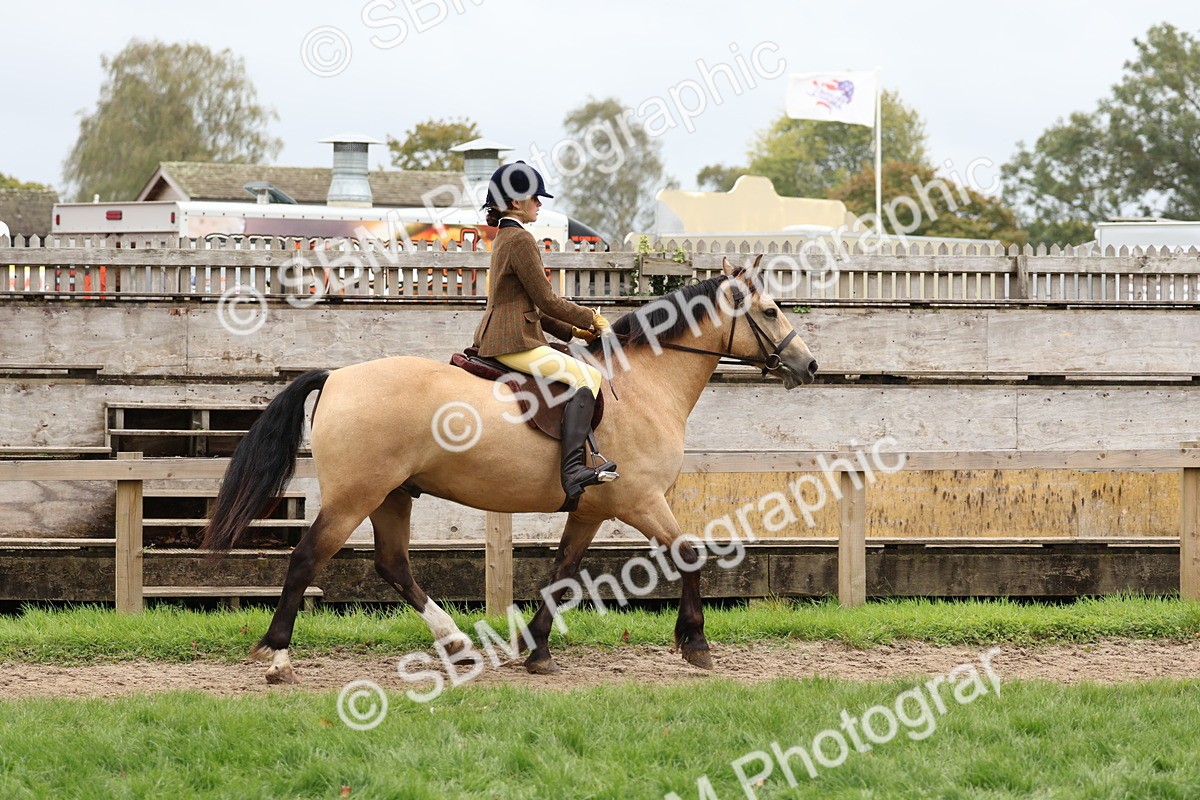 SBM_69578 - S62 - Mountain & Moorland Ridden Large Breeds