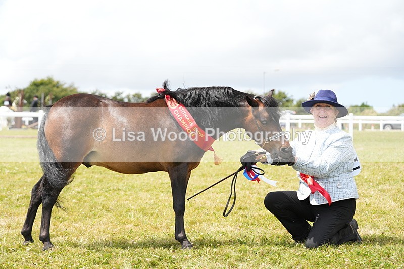 DSC06659 - Miniature Horse Championship