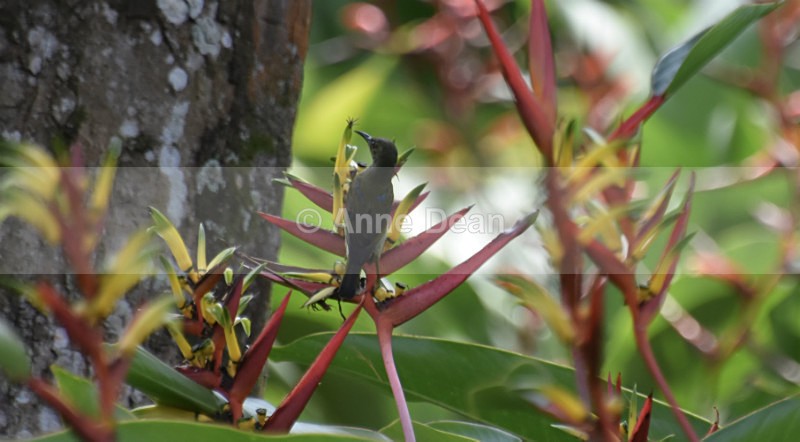Among the Heliconia - Singapore and Kuala Lumpur (including some wildlife)