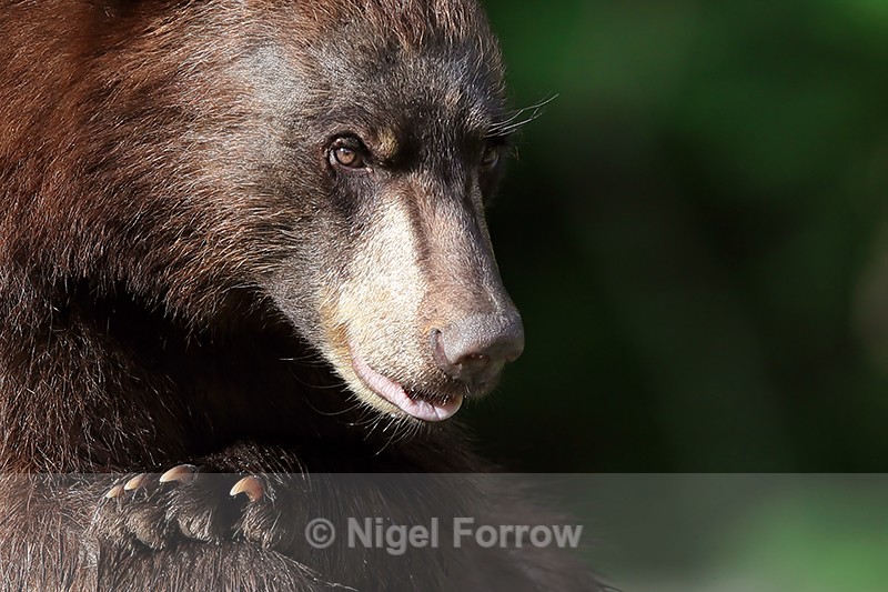 Adult Black Bear close-up, Minnesota, USA - American Black Bear
