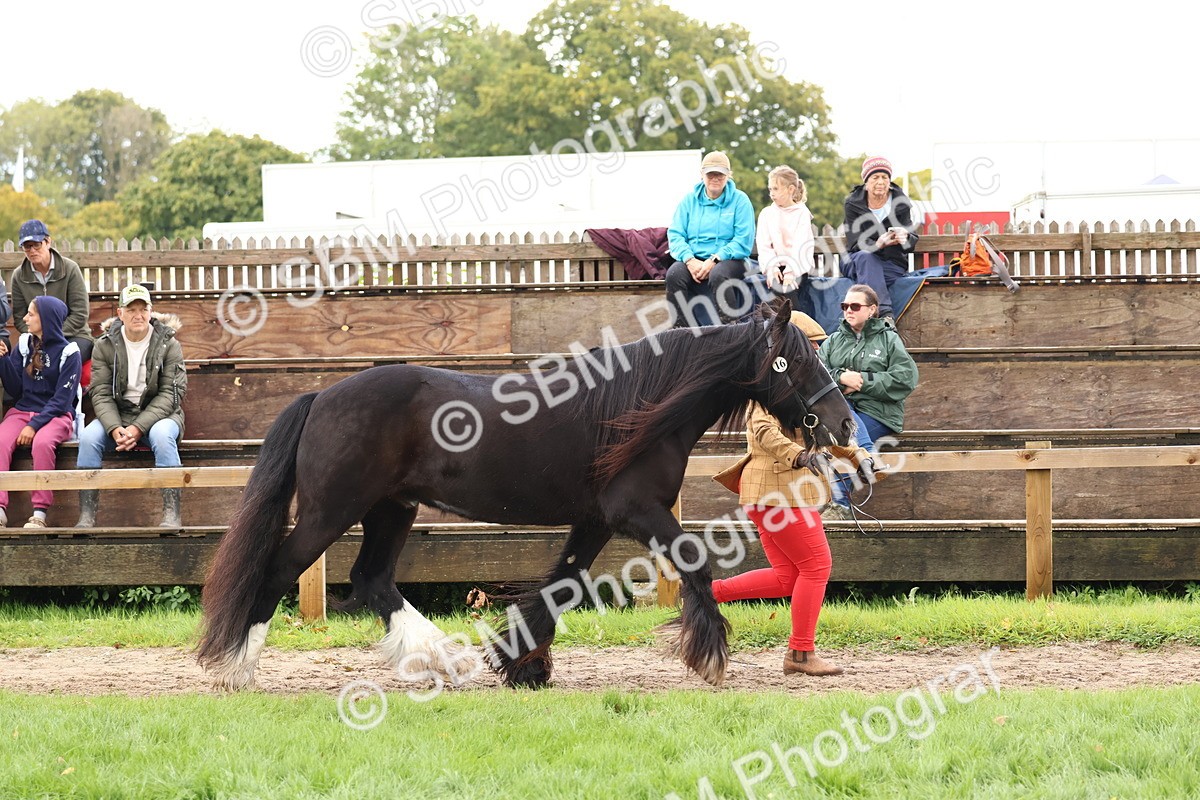 SBM_39496 - S24 - Young Veteran In Hand