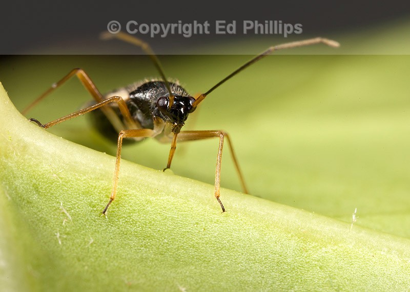 Dryophilocoris flavoquadrimaculatus