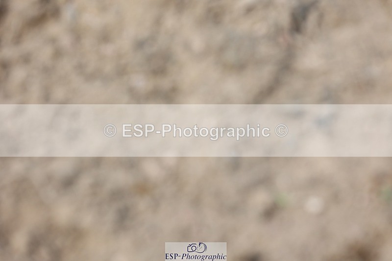 230617-153304-05439 - Cls 09 Blue Chip Pony Newc 1st Rnd