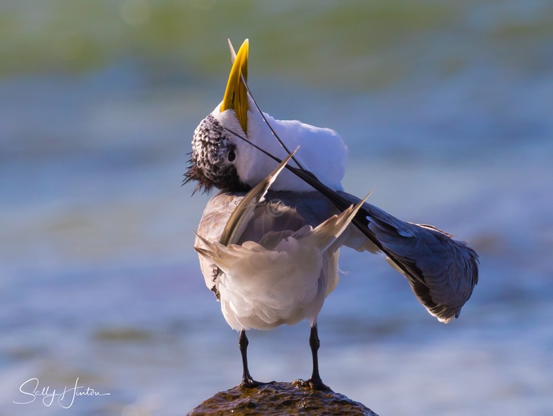 Preening Rocks 7