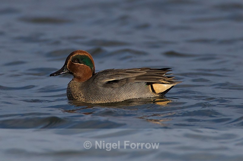Teal (male) - Teal