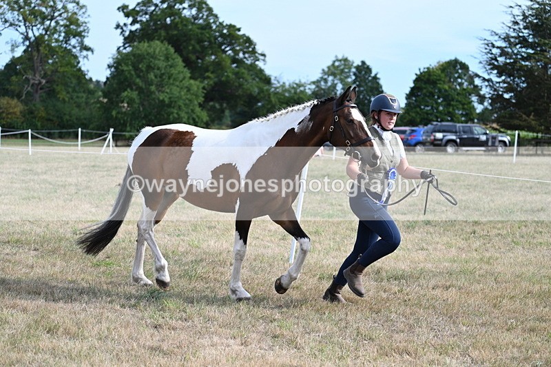 WJ7_8182 - In-hand Championship