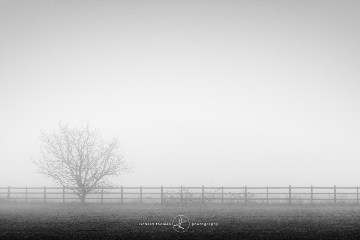 This side - Mono Mist Trees