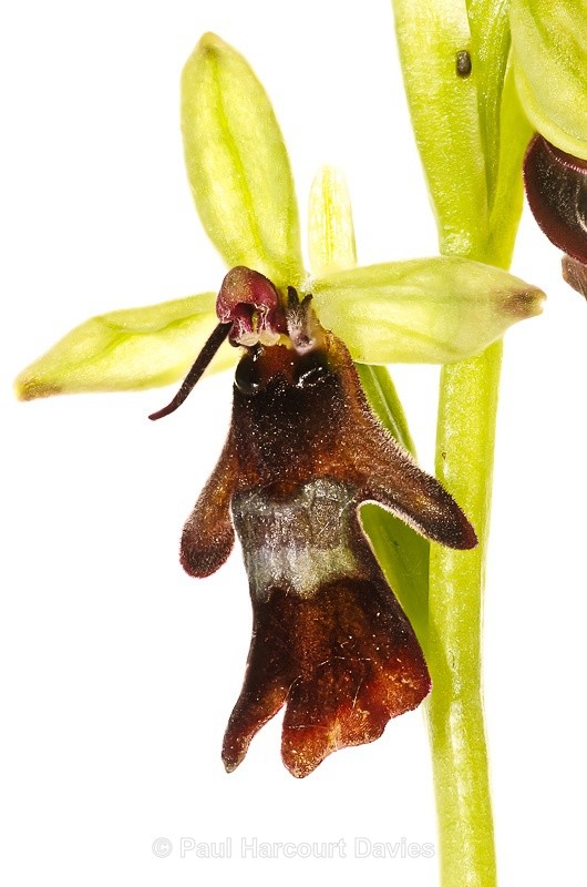  - WB: Orchids - Ophrys