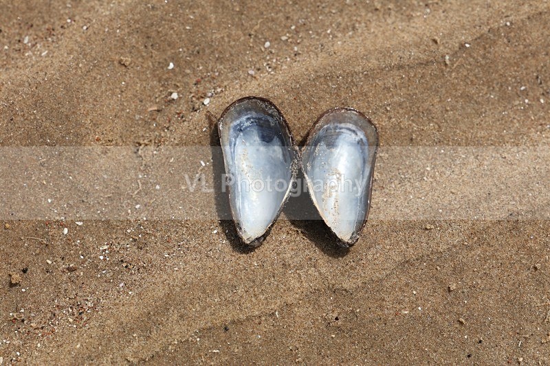 Shell 2 - Crosby Beach