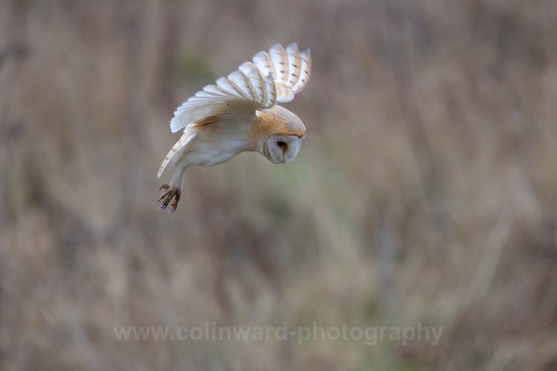 Barn Owl Hovering   ref 9025 - macro and nature.