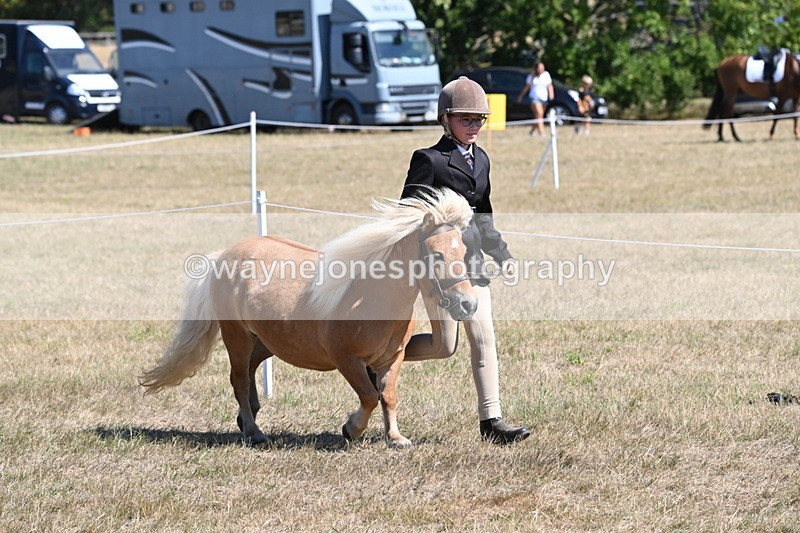 WJ6_8613 - Class 37b Best Loan Pony In-hand