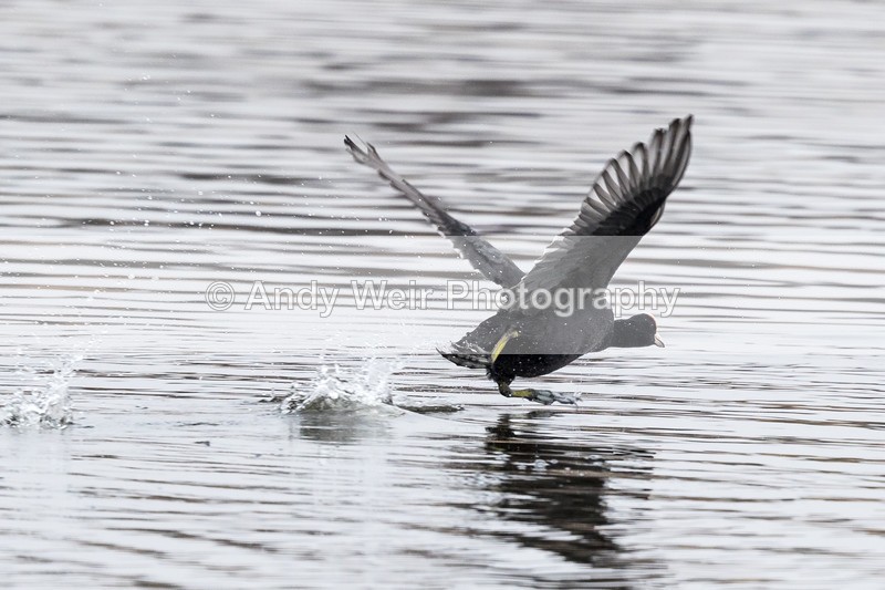 20160312-8E0A2497 - Rails & Coots