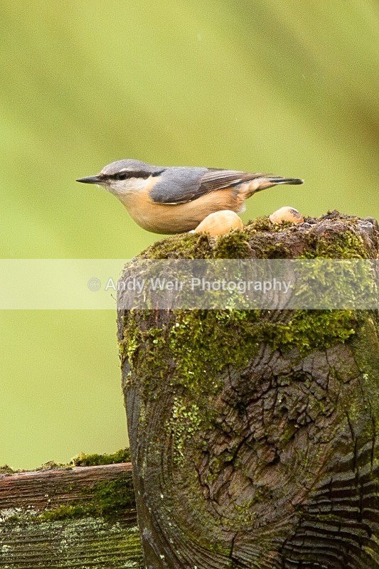 20120218-_MG_8721 - Nuthatch & Treecreepers