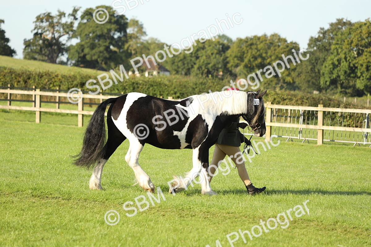 SBM_60809 - S43 - Coloured Pony In Hand