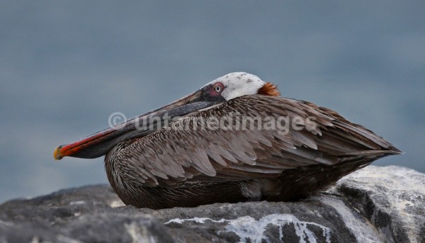 Brown Pelican - Galapágos